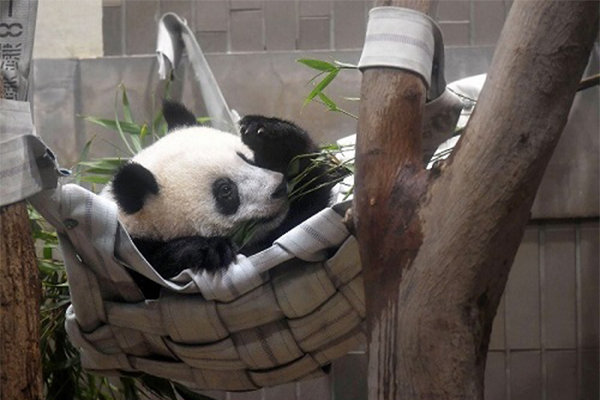 熊猫香香东京过周岁,目前身体状况良好