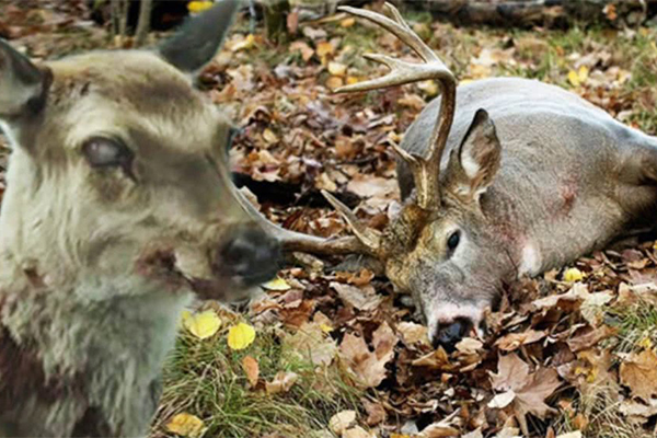 僵尸鹿在美国蔓延,种属限制人类感染率极低