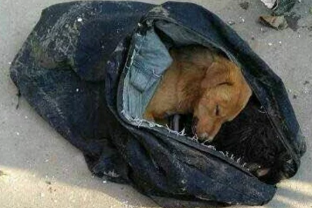 偷狗人被狗客人撞物化,被发明时曾经用毒针威胁客人别追 偷狗人被狗客人撞物化,被发明时曾经用毒针威胁客人别追