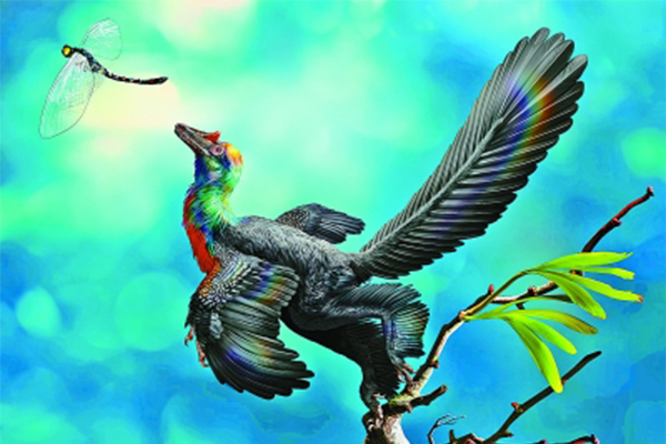 1.61亿年前彩虹恐龙,很可能是恐龙向鸟类转化