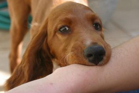 北京多人被狗咬，流浪犬被打伤后逃离