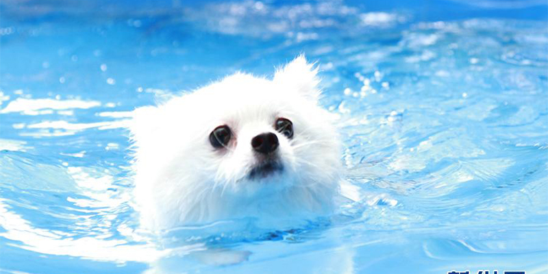 猪流感可传染给狗,人类的好朋友或将成为风险