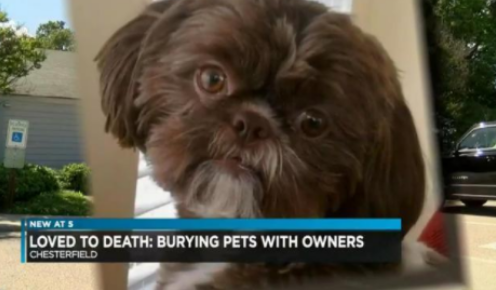 立遗嘱要爱犬陪葬,女子立遗嘱要求爱犬陪葬,
