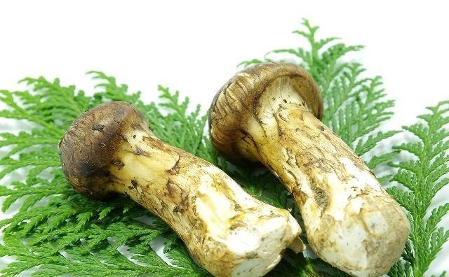 ����ĳ�31��