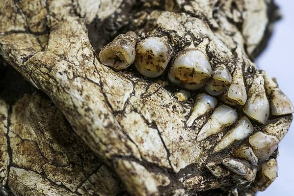 巴西发现6000年前亚洲人骨骼